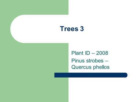 Trees 3 Plant ID – 2008 Pinus strobes – Quercus phellos.