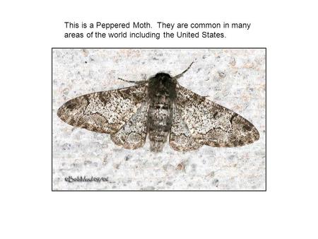 This is a Peppered Moth. They are common in many areas of the world including the United States.