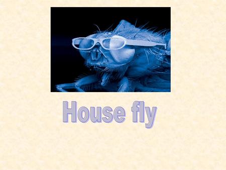 House fly.