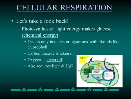 CELLULAR RESPIRATION Let’s take a look back! –Photosynthesis: light energy makes glucose (chemical energy) Occurs only in plants or organisms with plastids.