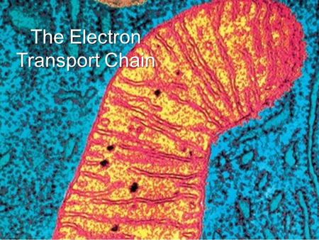 The Electron Transport Chain