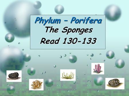 Phylum – Porifera The Sponges Read