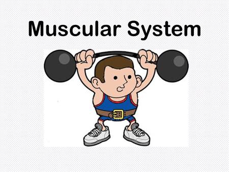 Muscular System. What’s the Purpose? The Muscular system’s main function is to assist our body with movement. Muscles pull the bones to produce movement.
