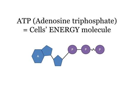 ATP (Adenosine triphosphate) = Cells’ ENERGY molecule