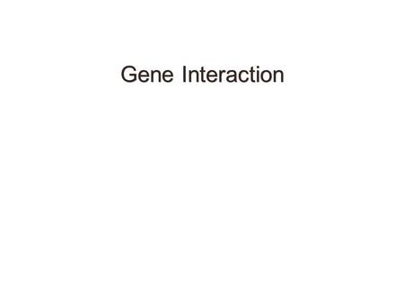 Gene Interaction.