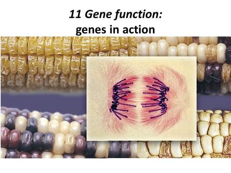 11 Gene function: genes in action. Sea in the blood Various kinds of haemoglobin are found in red blood cells. Each kind of haemoglobin consists of four.