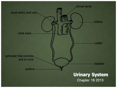Urinary System Chapter 18 2013. Introduction The function of the urinary system include – Eliminating organic waste products – Regulating plasma concentration.