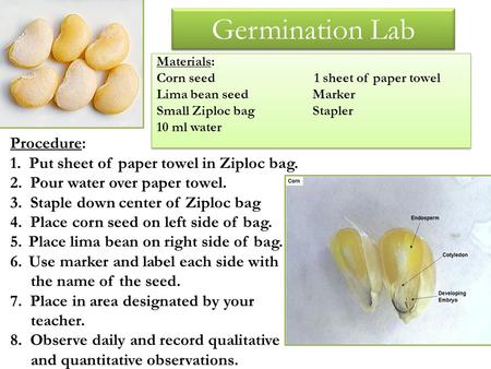 Materials: Corn seed 1 sheet of paper towel Lima bean seed Marker Small Ziploc bag Stapler 10 ml water Materials: Corn seed 1 sheet of paper towel Lima.