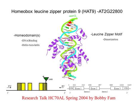 Homeobox leucine zipper protein 9 (HAT9) -AT2G22800 -Homeodomain(s) -Leucine Zipper Motif -DNA Binding -Dimerization ?? ~ 1400 -Helix-turn-helix 5’3’ FWRV.