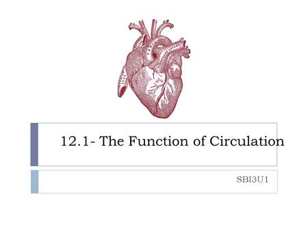 12.1- The Function of Circulation SBI3U1. Did you know?  Your heart is about the size of your fist  The heart beats about 100 000 x a day  The heart.
