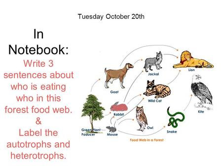 Tuesday October 20th In Notebook: Write 3 sentences about who is eating who in this forest food web. & Label the autotrophs and heterotrophs.