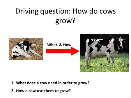 Driving question: How do cows grow?