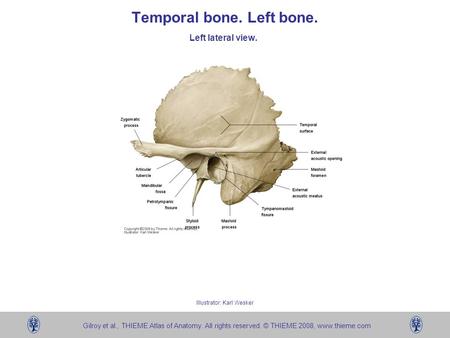 Temporal bone. Left bone.