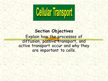 Section Objectives Explain how the processes of diffusion, passive transport, and active transport occur and why they are important to cells.