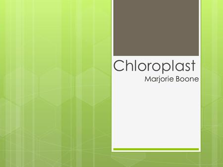 Marjorie Boone Chloroplast. Chloroplasts  Chloroplasts are found in plant and algal cells.