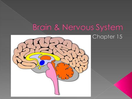  several main regions  - (1)Cerebrum  - responsible for thought, reasoning, imagination etc.  - (2) cerebellum  - controls balance & co- ordination.