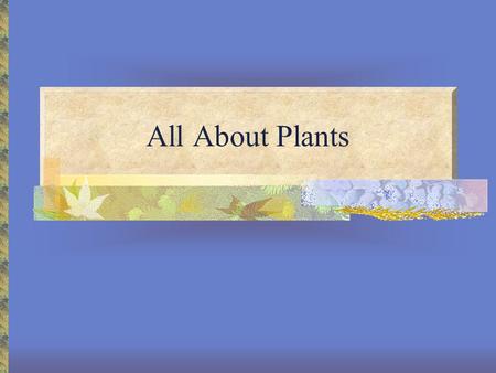 All About Plants. What is a Plant? An autotroph A producer A multicellular eukaryote Perform photosynthesis Includes trees, shrubs, grasses, mosses, and.