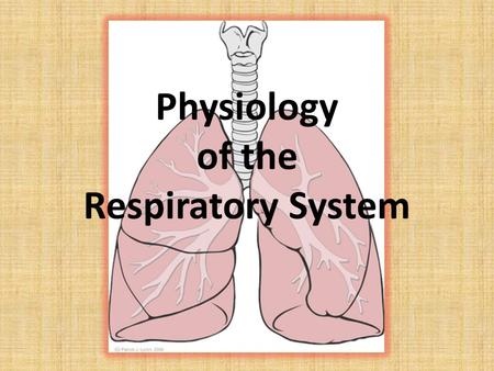 Physiology of the Respiratory System. Objectives You will be able to… 1.Explain how air enters and leaves our lungs. Note: This covers all of the information.