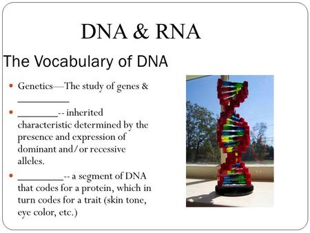 The Vocabulary of DNA Genetics—The study of genes & _________ _______-- inherited characteristic determined by the presence and expression of dominant.