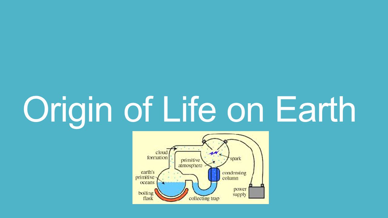 estimating trade elasticities