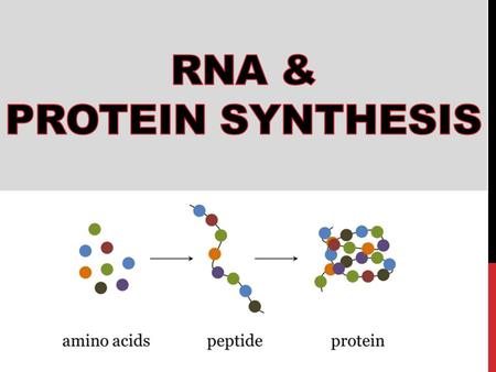 RNA & Protein Synthesis