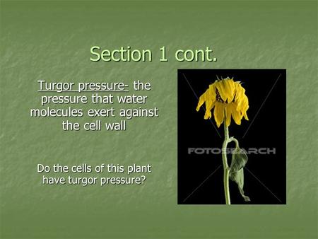 Section 1 cont. Turgor pressure- the pressure that water molecules exert against the cell wall Do the cells of this plant have turgor pressure?