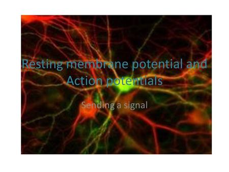 Resting membrane potential and Action potentials