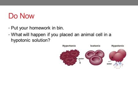 Do Now Put your homework in bin. What will happen if you placed an animal cell in a hypotonic solution?