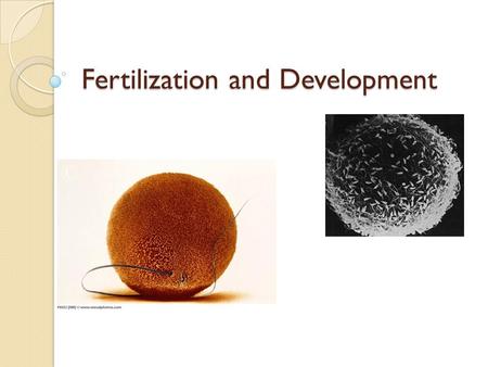 Fertilization and Development