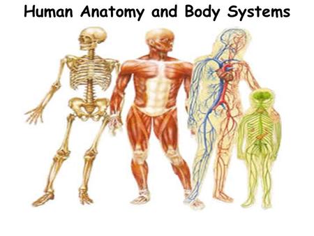 Human Anatomy and Body Systems. The Digestive System Purpose: to break down food and absorb nutrients Major Organs and their Functions: Mouth – to chew.