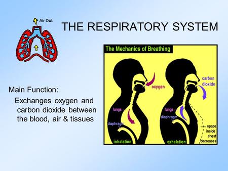 THE RESPIRATORY SYSTEM Main Function: Exchanges oxygen and carbon dioxide between the blood, air & tissues.