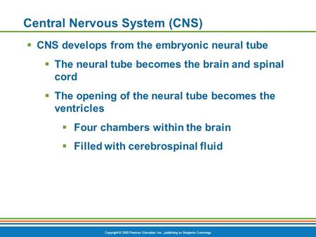 Copyright © 2009 Pearson Education, Inc., publishing as Benjamin Cummings Central Nervous System (CNS)  CNS develops from the embryonic neural tube 