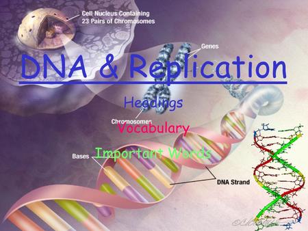 DNA & Replication Headings Vocabulary Important Words.