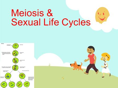 Meiosis & Sexual Life Cycles. Heredity Information  Genes – units of heredity  Section of DNA  Unique sequence of nucleotides  Program cells to.