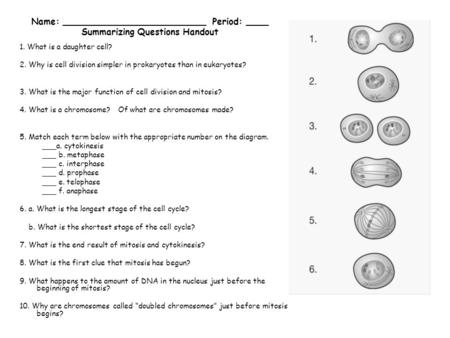 Name: __________________________ Period: ____ Summarizing Questions Handout 1. What is a daughter cell? 2. Why is cell division simpler in prokaryotes.