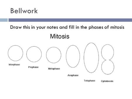 Bellwork Draw this in your notes and fill in the phases of mitosis.
