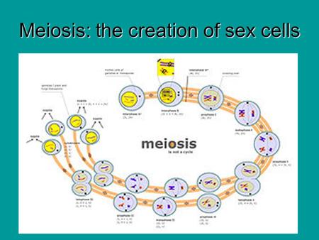 Meiosis: the creation of sex cells. Meiosis defined The production of gametes (sperm and eggs) by dividing the genetic material in half.The production.