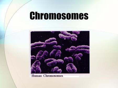Chromosomes. Karyotype – the total chromosome constitution of an individual.