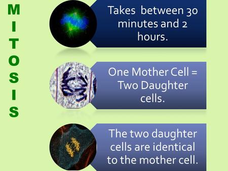 Takes between 30 minutes and 2 hours. One Mother Cell = Two Daughter cells. The two daughter cells are identical to the mother cell. MITOSISMITOSIS.