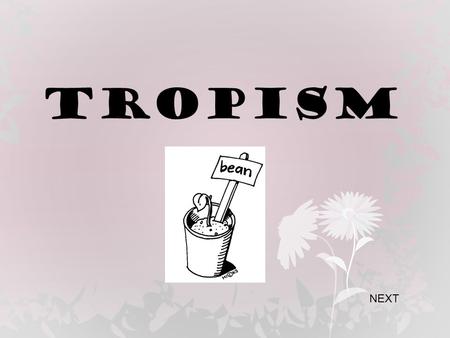 TROPISM NEXT. . There are three main types of tropisms : Phototropism Geotropism Hydrotropism TROPISM refers to plant growth in response to something.