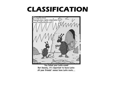 CLASSIFICATION. Why Do We Classify? We classify in order to organize. We classify to recognize relationships among organisms. We classify to study the.