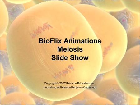 BioFlix Animations Meiosis Slide Show Copyright © 2007 Pearson Education, Inc., publishing as Pearson Benjamin Cummings.