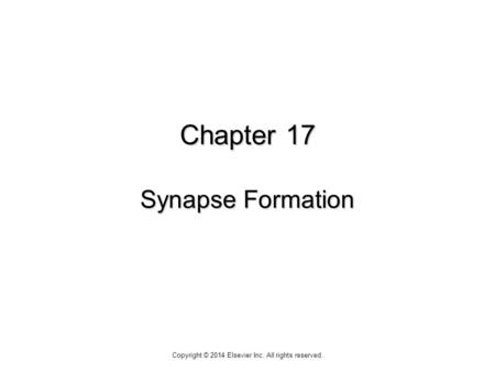 Chapter 17 Synapse Formation Copyright © 2014 Elsevier Inc. All rights reserved.