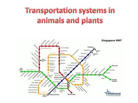 Transportation systems in animals and plants