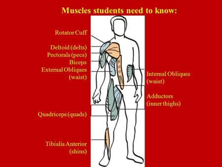 Muscles students need to know: