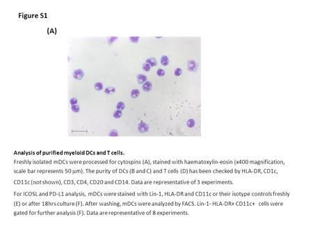 Figure S1 (A) Analysis of purified myeloid DCs and T cells. Freshly isolated mDCs were processed for cytospins (A), stained with haematoxylin-eosin (x400.