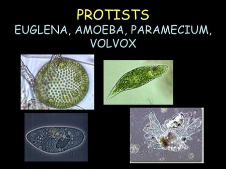 PROTISTS EUGLENA, AMOEBA, PARAMECIUM, VOLVOX What is a protist? Protist—diverse group of single-celled organisms. Eukaryotic.