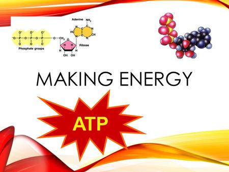 MAKING ENERGY ATP THE ENERGY NEEDS OF LIFE Organisms are endergonic systems What do we need energy for? Synthesis Building biomolecules Reproduction.
