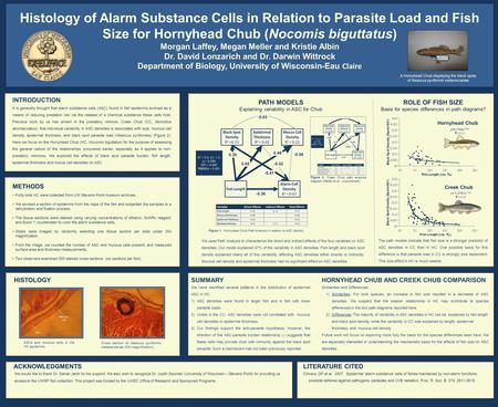 Histology of Alarm Substance Cells in Relation to Parasite Load and Fish Size for Hornyhead Chub (Nocomis biguttatus) Morgan Laffey, Megan Meller and Kristie.