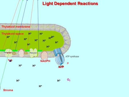 NAD + H+H+ H+H+ H+H+ H+H+ H+H+ H+H+ H+H+ H+H+ H+H+ H+H+ O H2OH2O Light Dependent Reactions ATP synthase Thylakoid space Thylakoid membrane Stroma H+H+